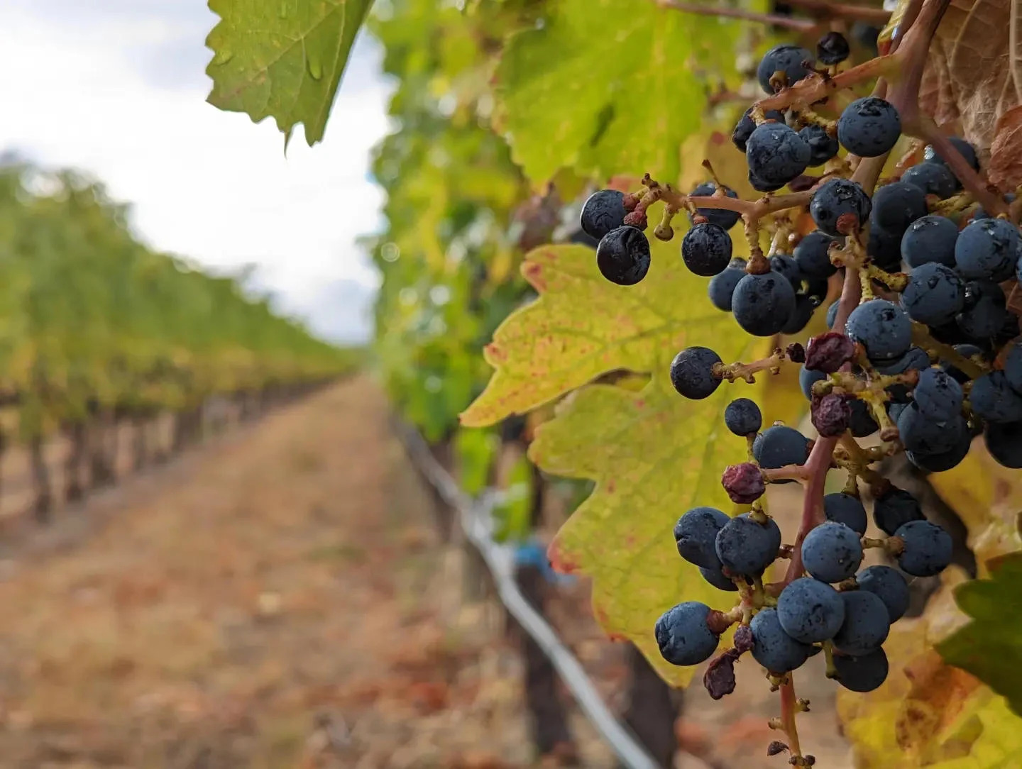 Grape-Vine-Canadas-Okanagan-Wine-Region_jpg_92.jpg