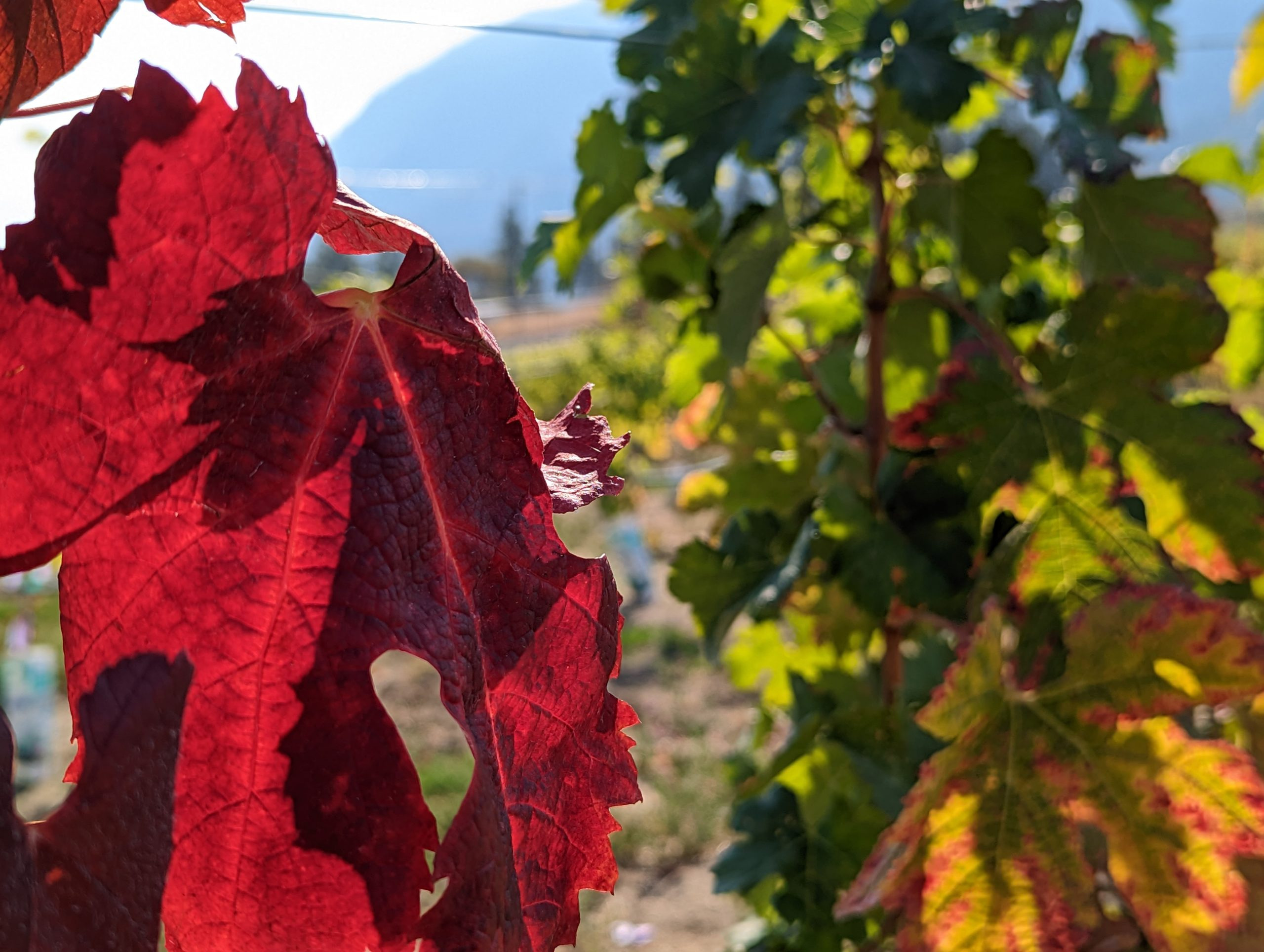Grapevine-Fungal-Disease-scaled_jpg_92.jpg
