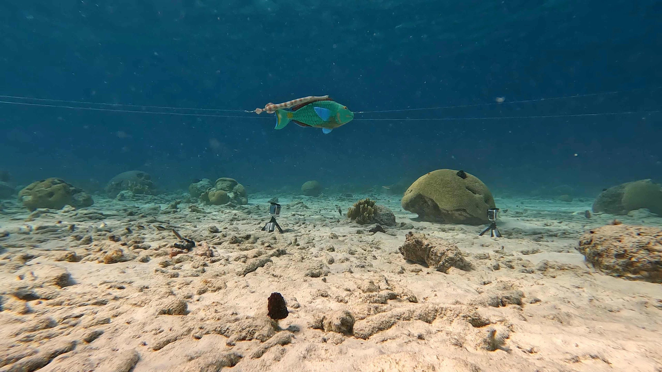 Trumpetfish-Using-Parrotfish-As-Motion-Camouflage-scaled_jpg_92.jpg