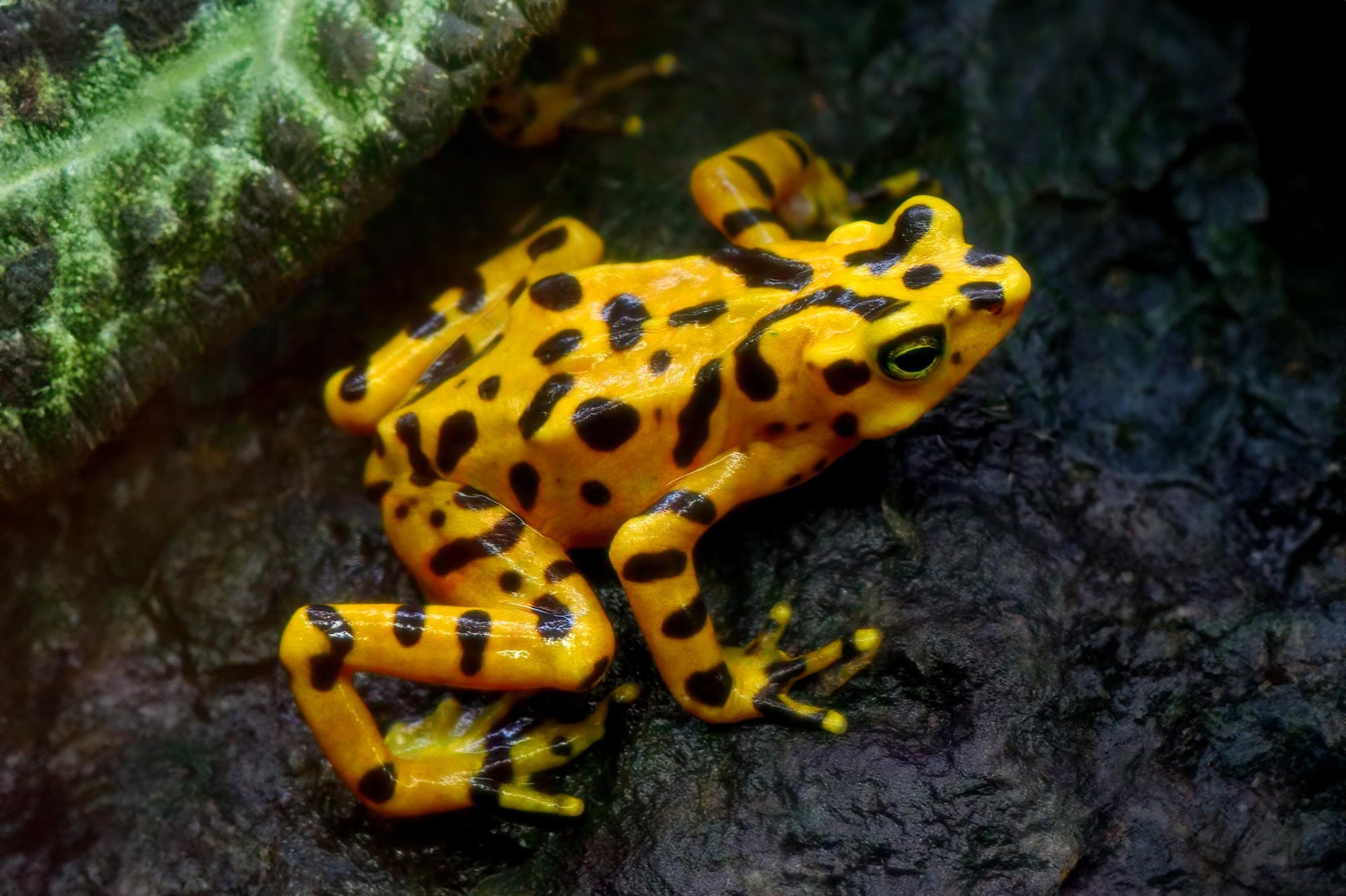 Panamanian-Golden-Frog-on-Rock.jpg