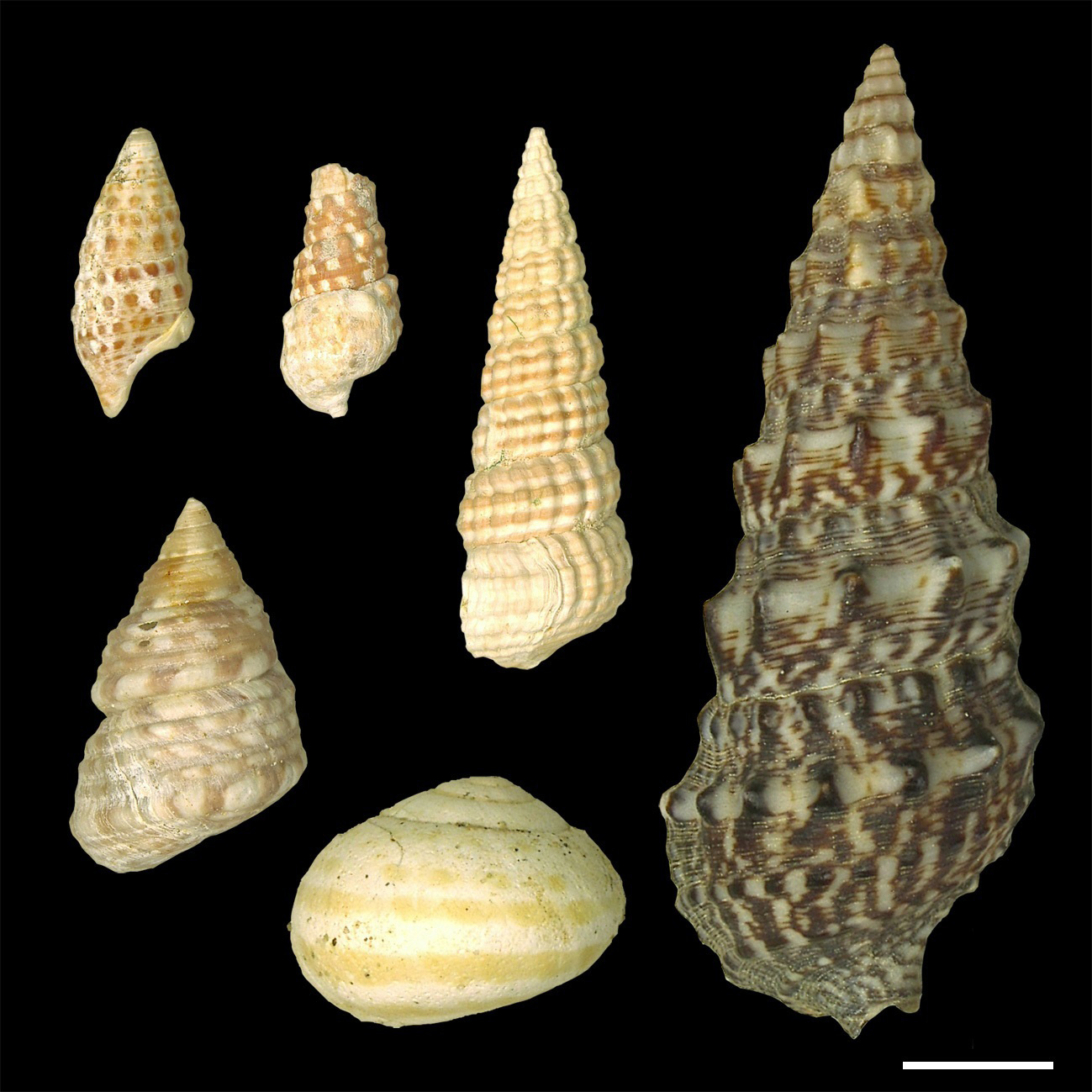 Coloured-Fossil-Snail-Shells-and-a-Snail-Shell-From-Modern-Times.jpg