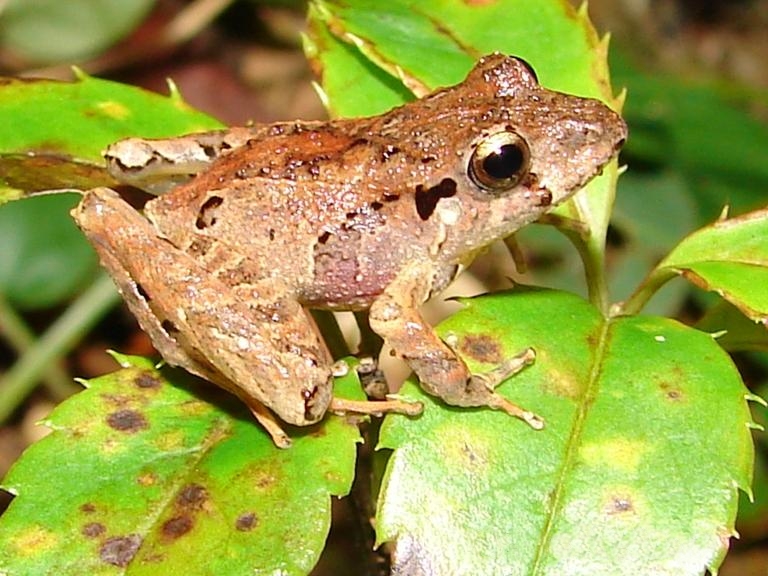 Ischnocnema_henselii02.jpg