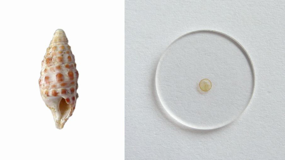 Fossil-Shell-of-Pithocerithium-rubiginosum.jpg