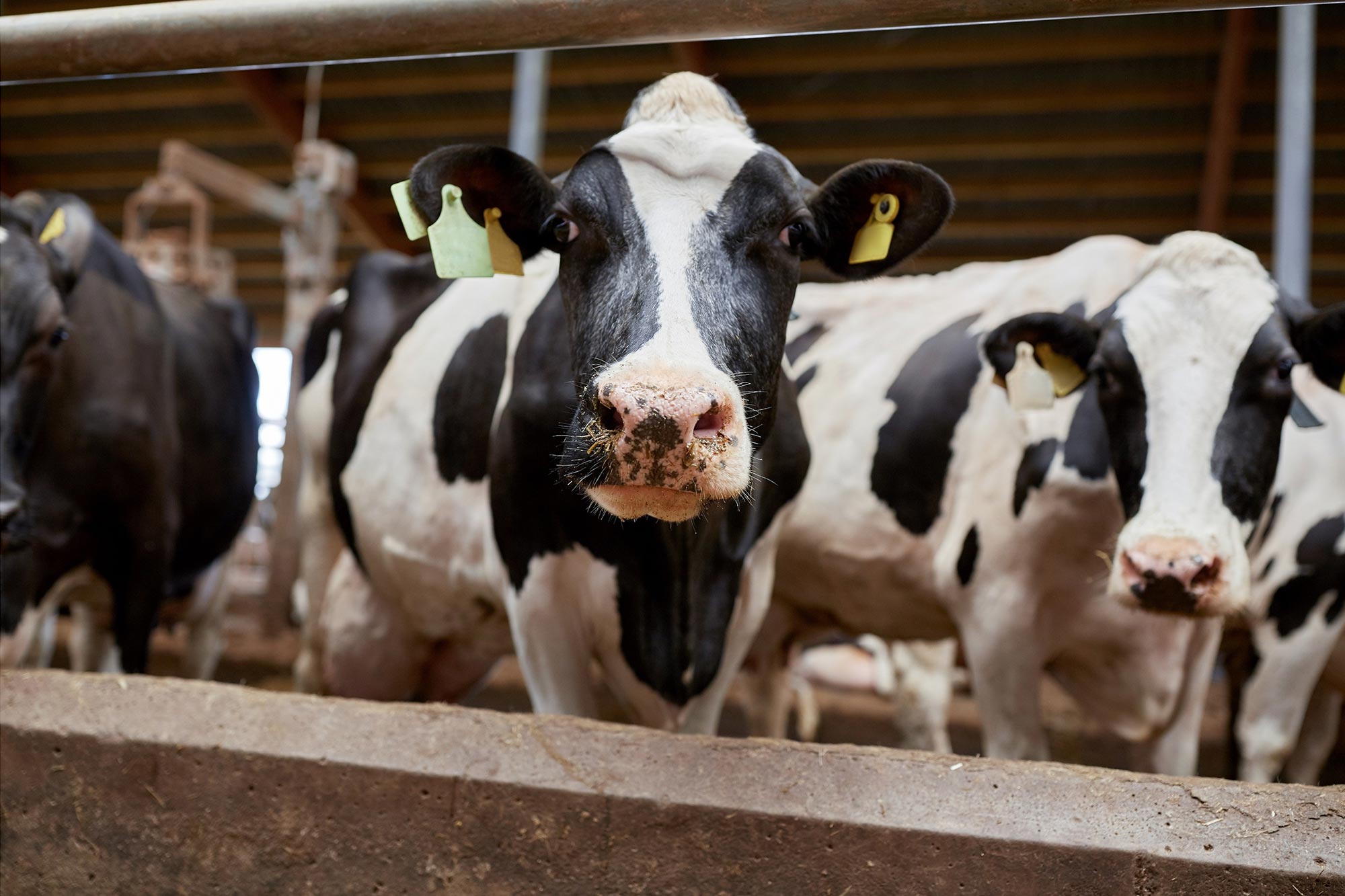 Cows-in-Cowshed-on-Dairy-Farm.jpg