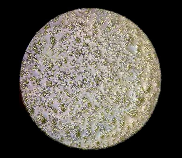 Bd-Colonies-on-Plate.jpg