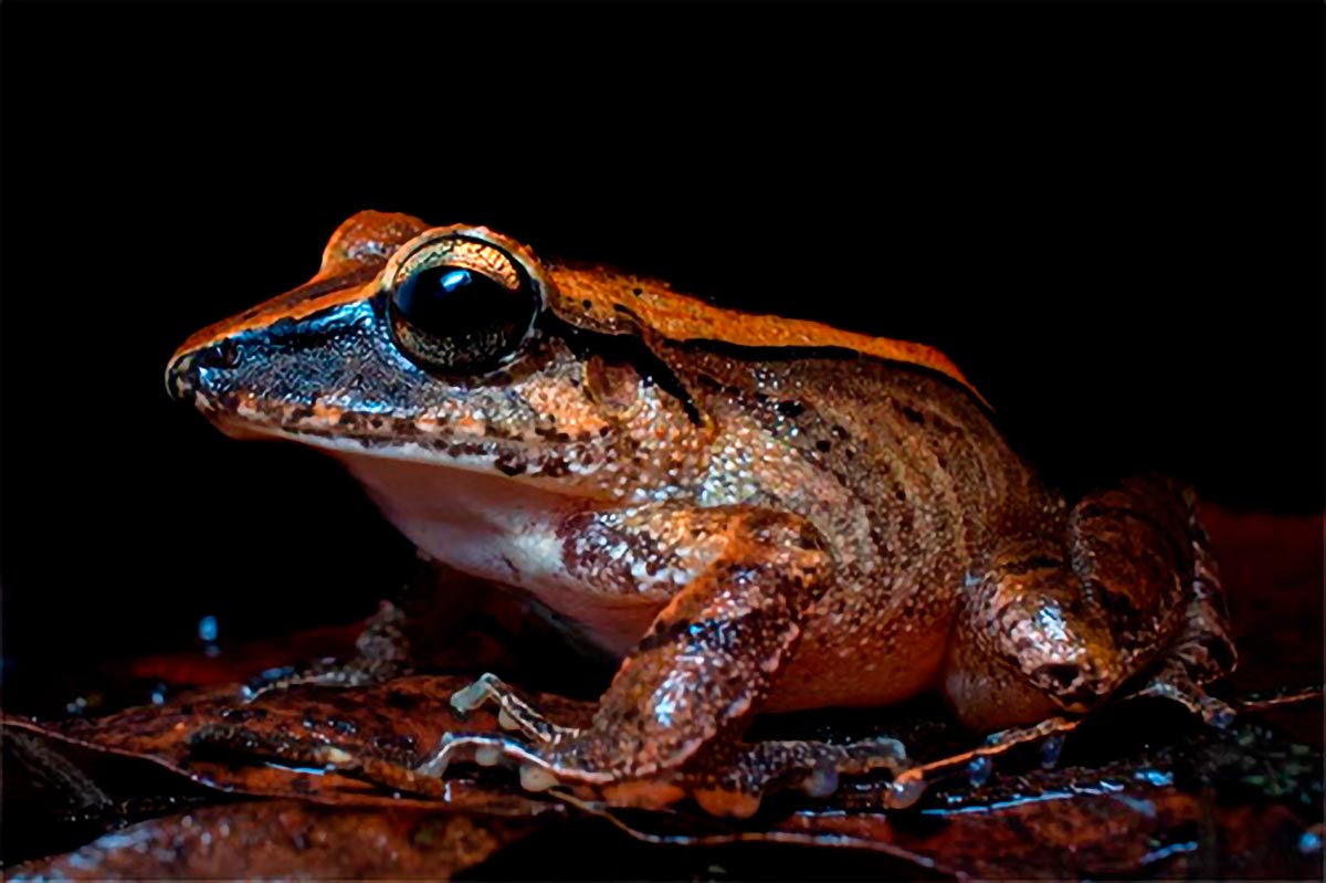 Leaf-Litter-Frog.jpg