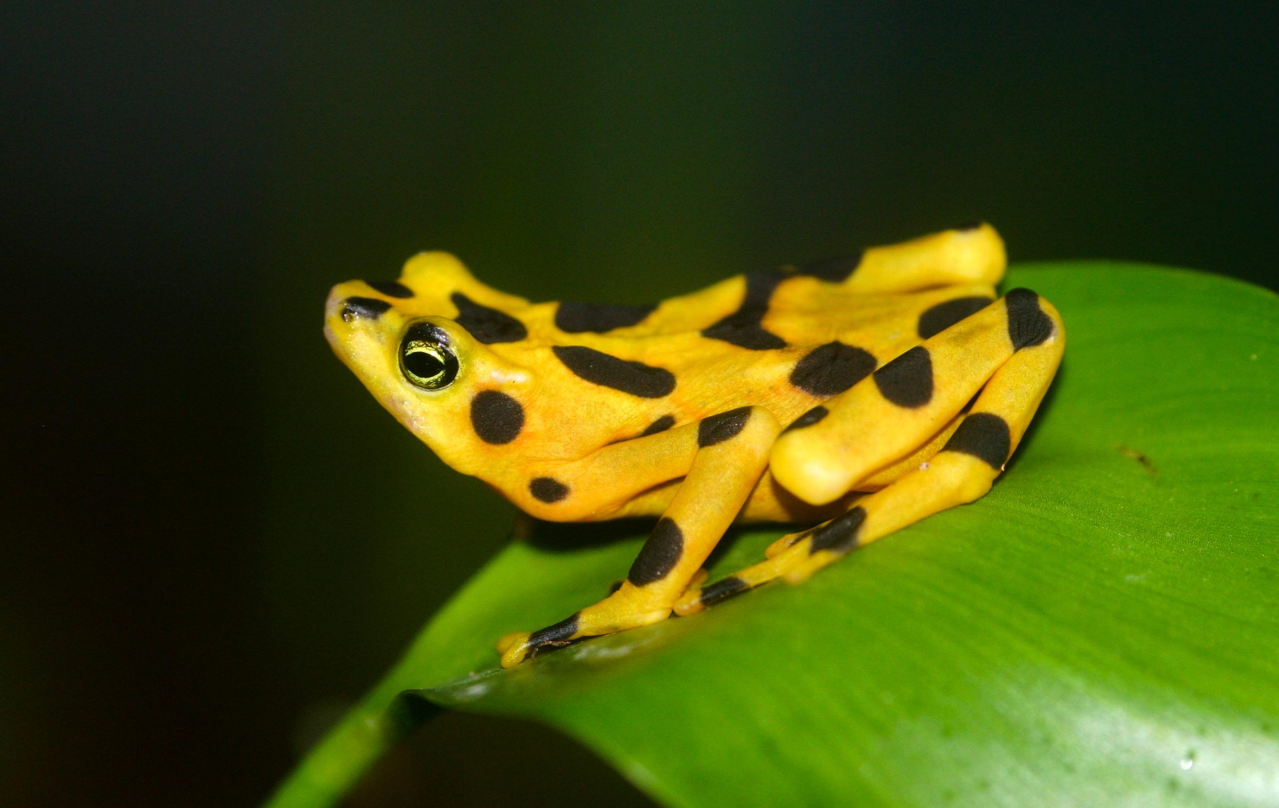 Panamanian-Golden-Frog-scaled.jpg