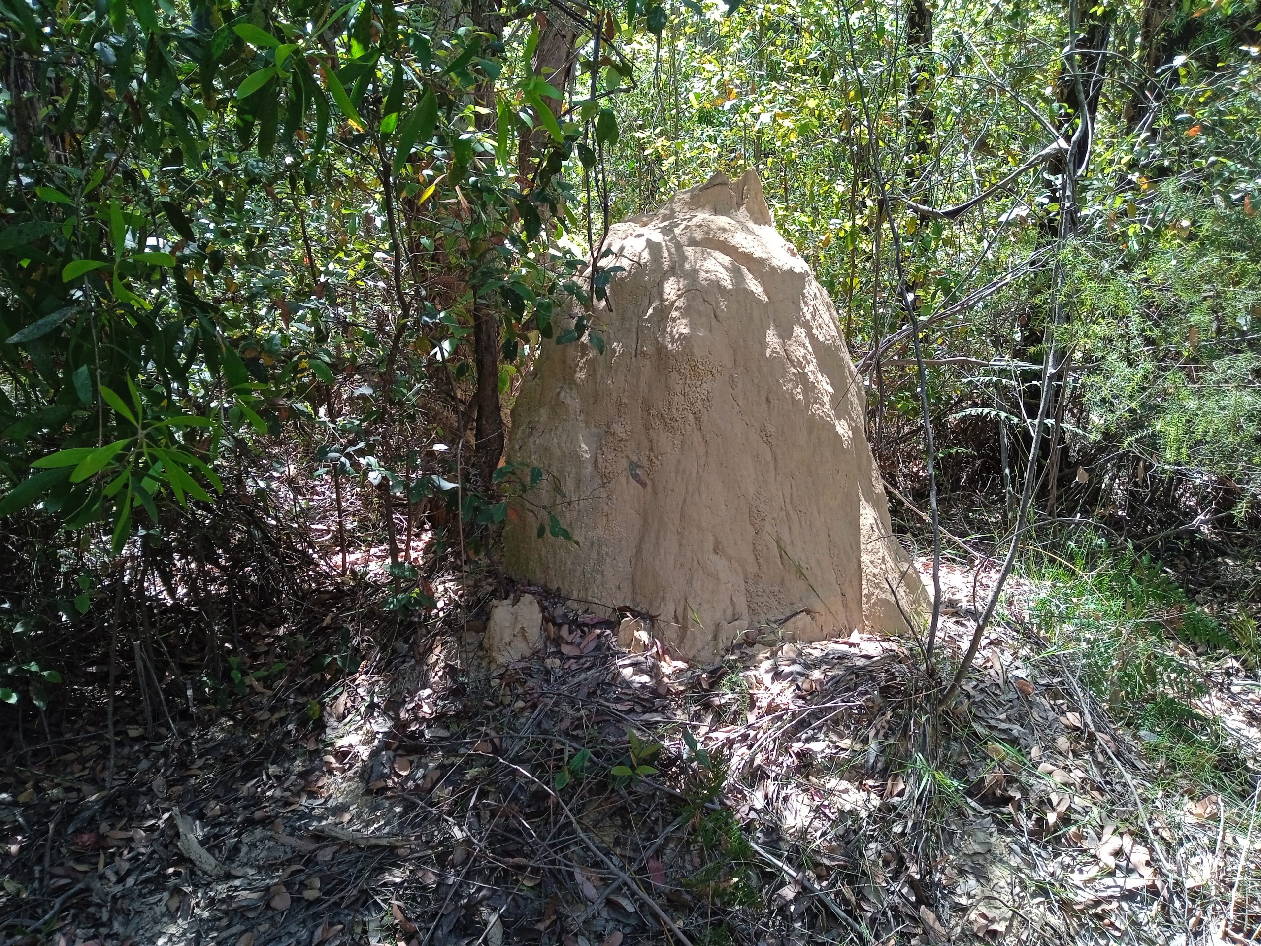 Termite-Nest-scaled.jpg