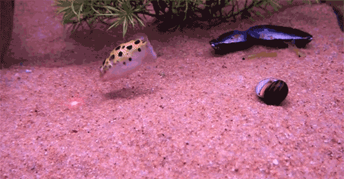 b928ab971ab846f39f86c409dbb45b26.gif