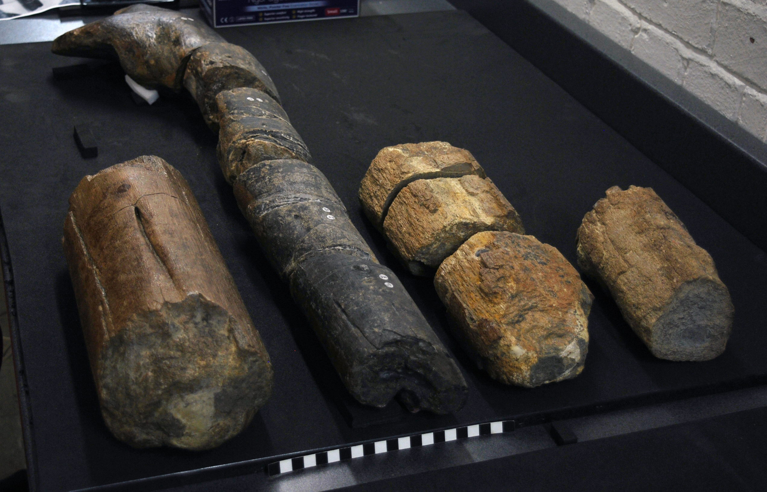 Ichthyosaur-Fossil-Bones.jpg