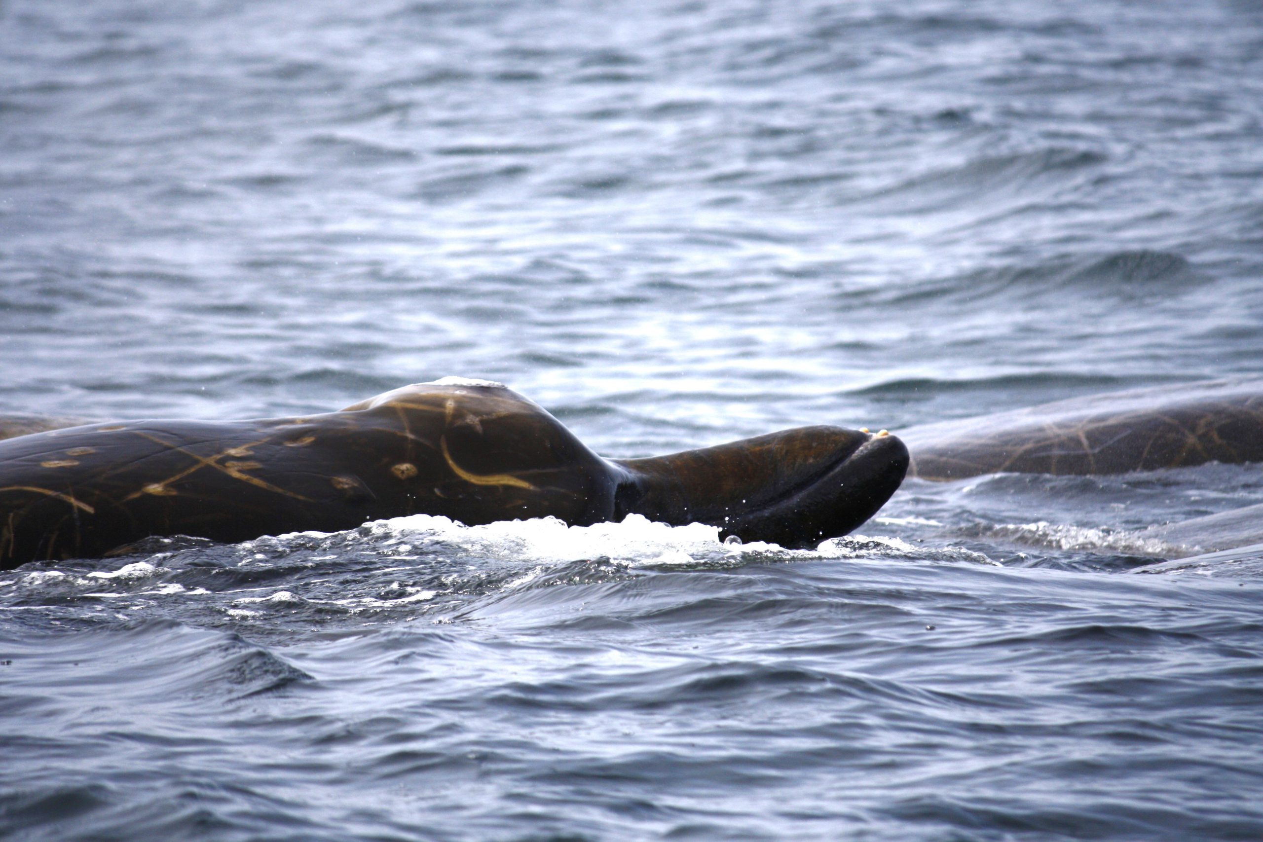 Scarred-Bairds-Beaked-Whale-the-Commander-Islands-scaled.jpg