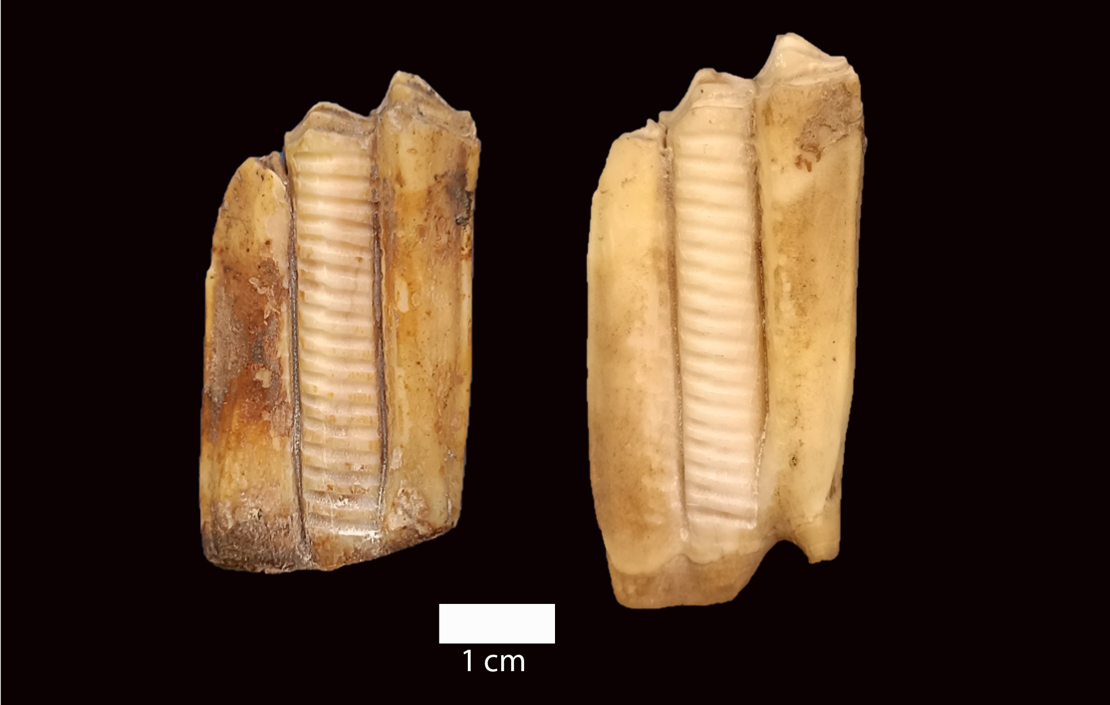 Dental-Pieces-of-Sheep.jpg