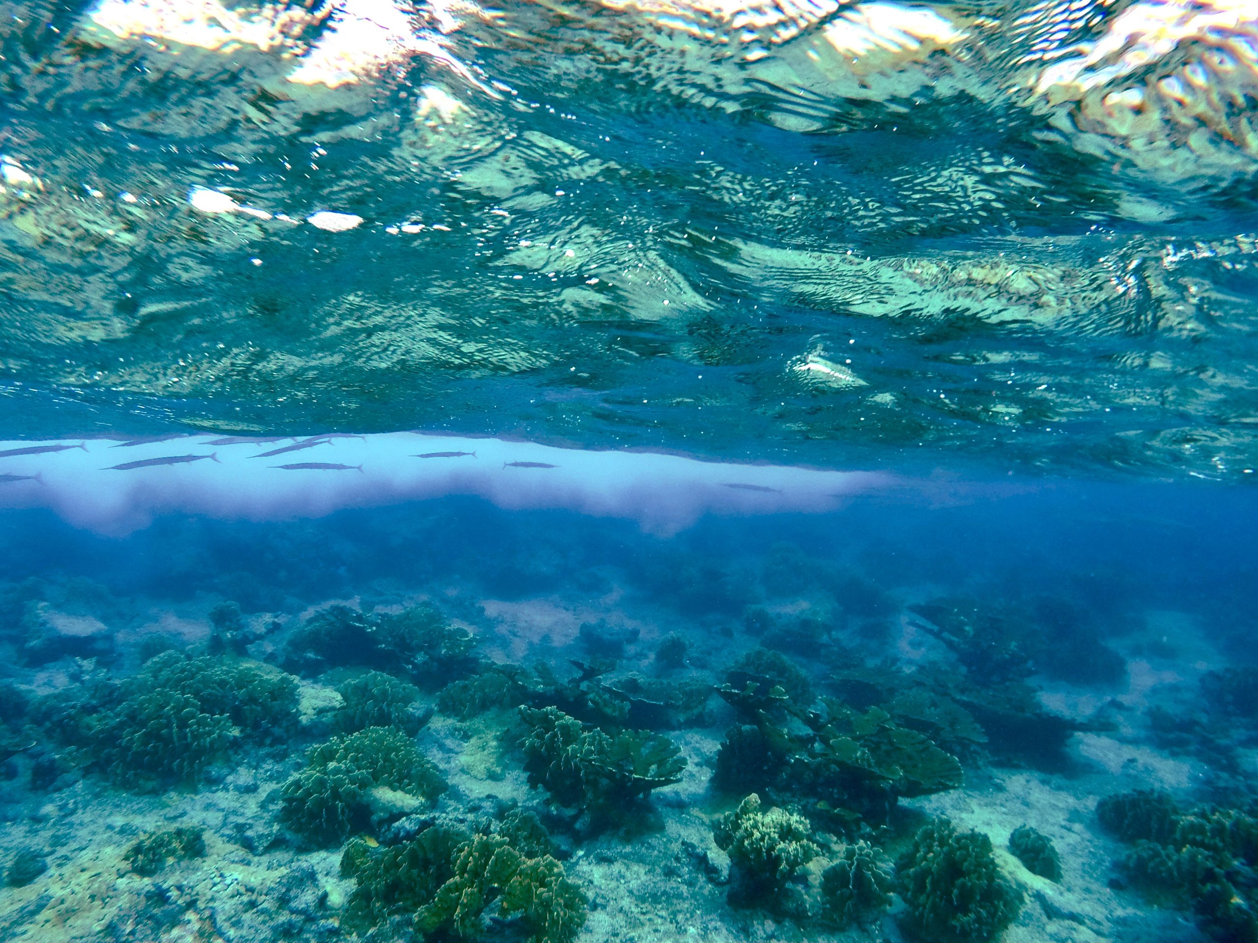 Redfin-Needlefish-Hiding-Below-the-Sea-Surface-Near-the-Carribean-Island-of-Curacao-scaled.jpg