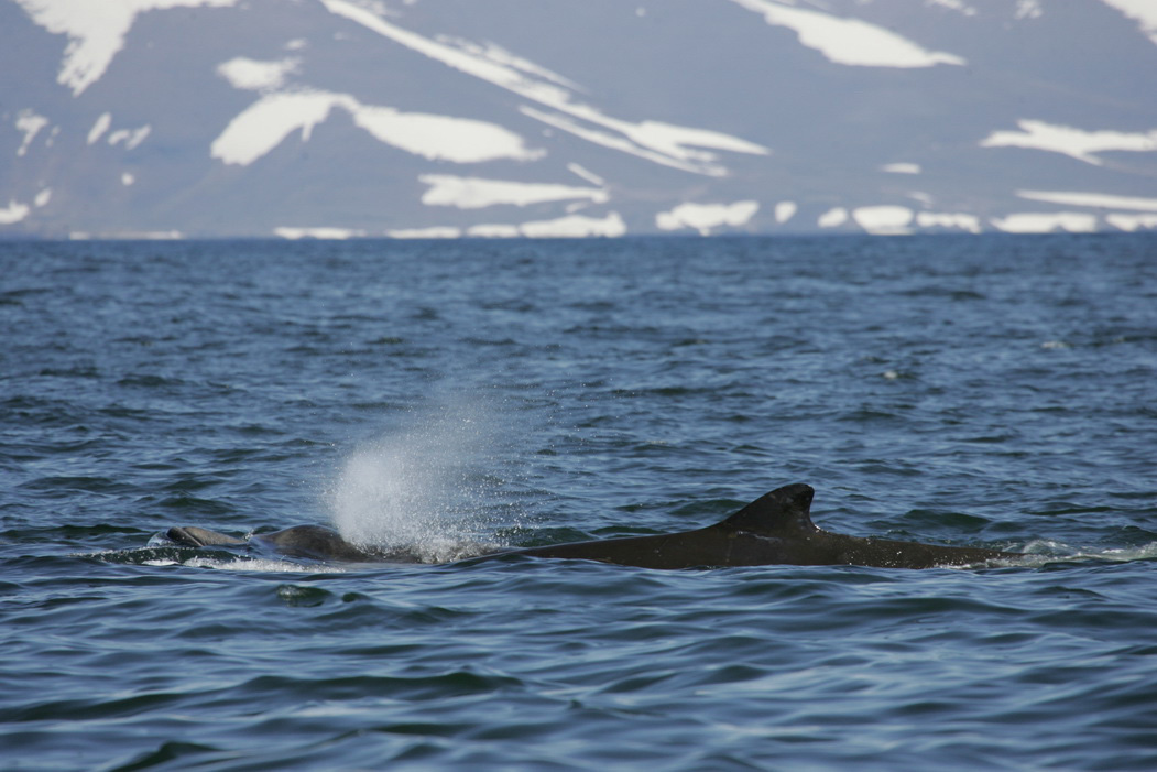 Bairds-Beaked-Whale-the-Commander-Islands.jpg
