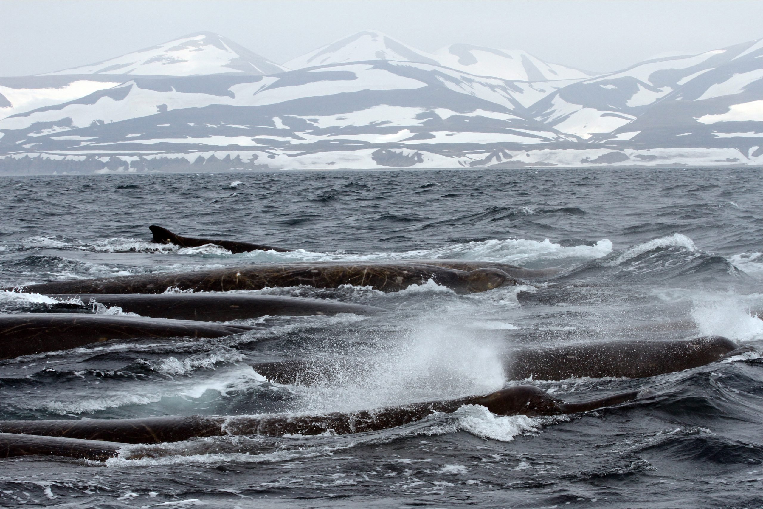 Bairds-Beaked-Whales-off-the-Commander-Islands-scaled.jpg