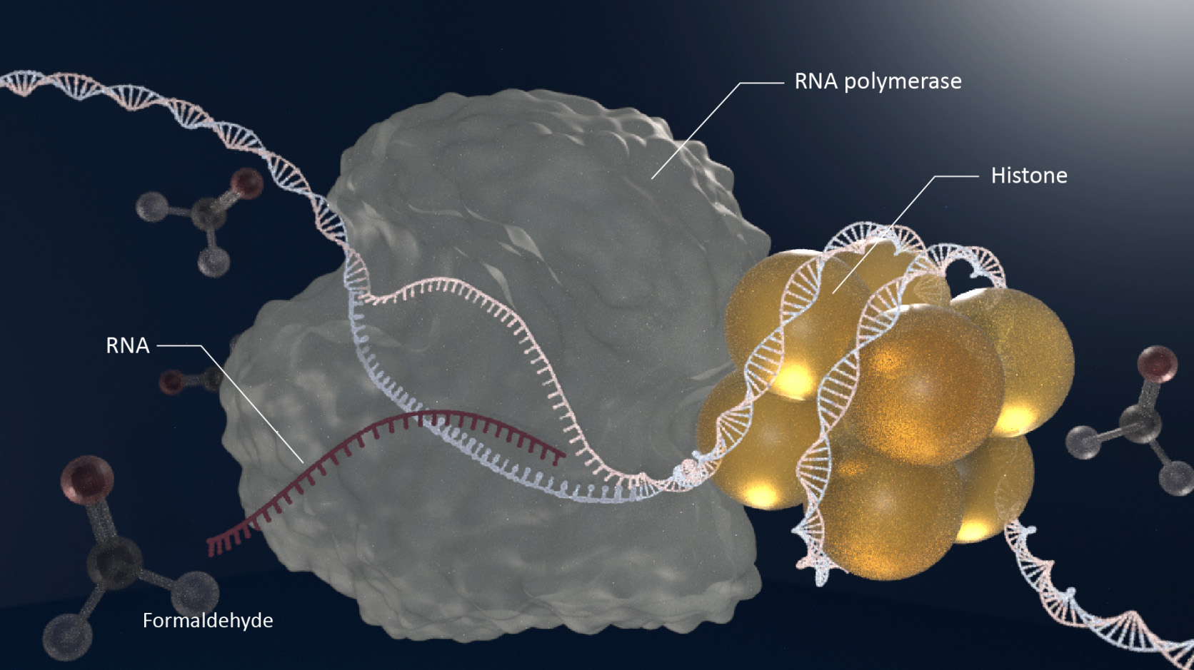 Histones-Are-Crosslinked-With-DNA-Following-Formaldehyde-Exposure.jpg