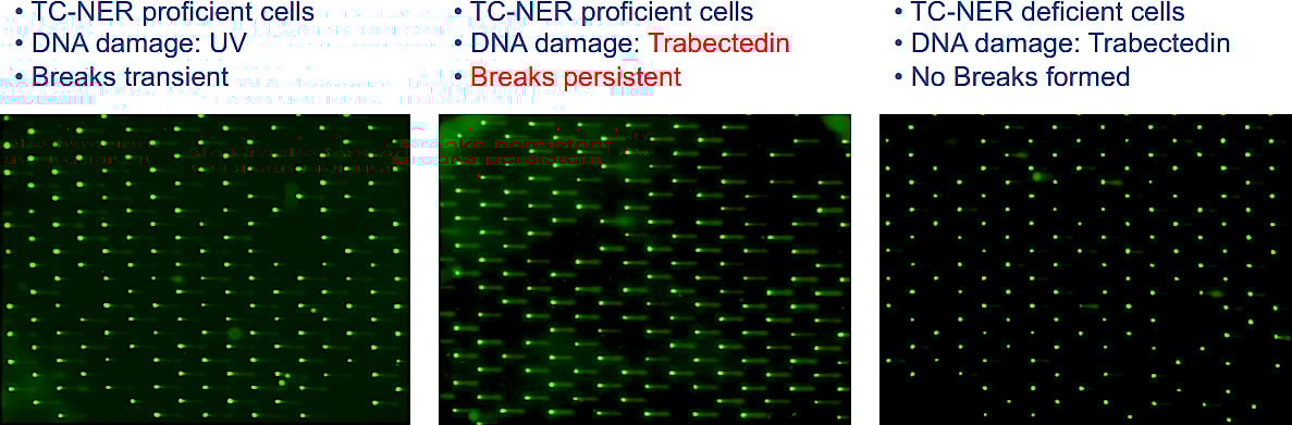 COMET-Chip-Assays-Were-Used-To-Measure-Trabectedin-Induced-Breaks-in-Cells.jpg
