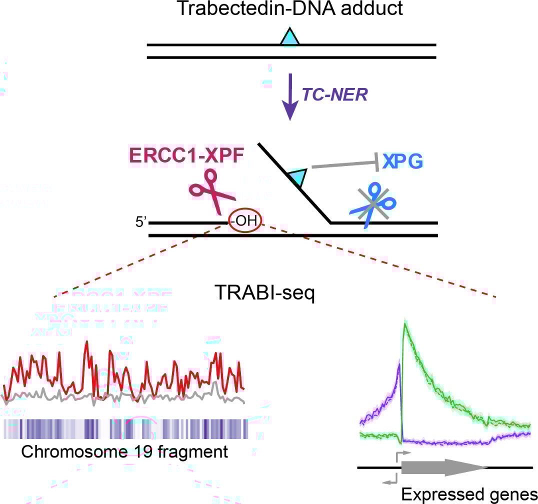 Summary-of-the-Mechanism-of-Trabectedin-Induced-TC-NER-Mediated-Break-Formation-and-Break-Mapping-by-TRABI-Seq.jpg