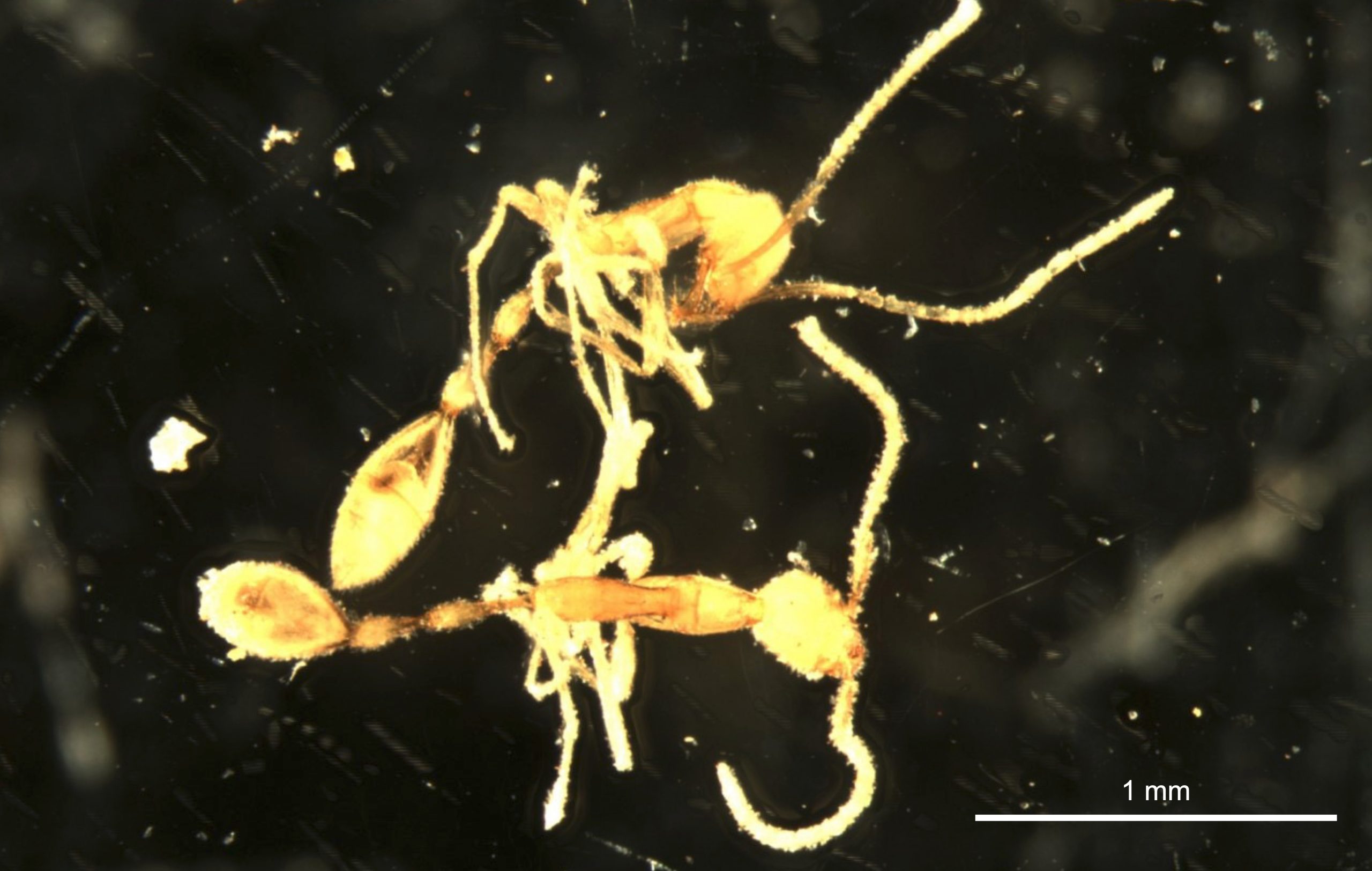 Two-Individuals-of-Leptanilla-voldemort-Collected-in-Pilbara-scaled.jpg