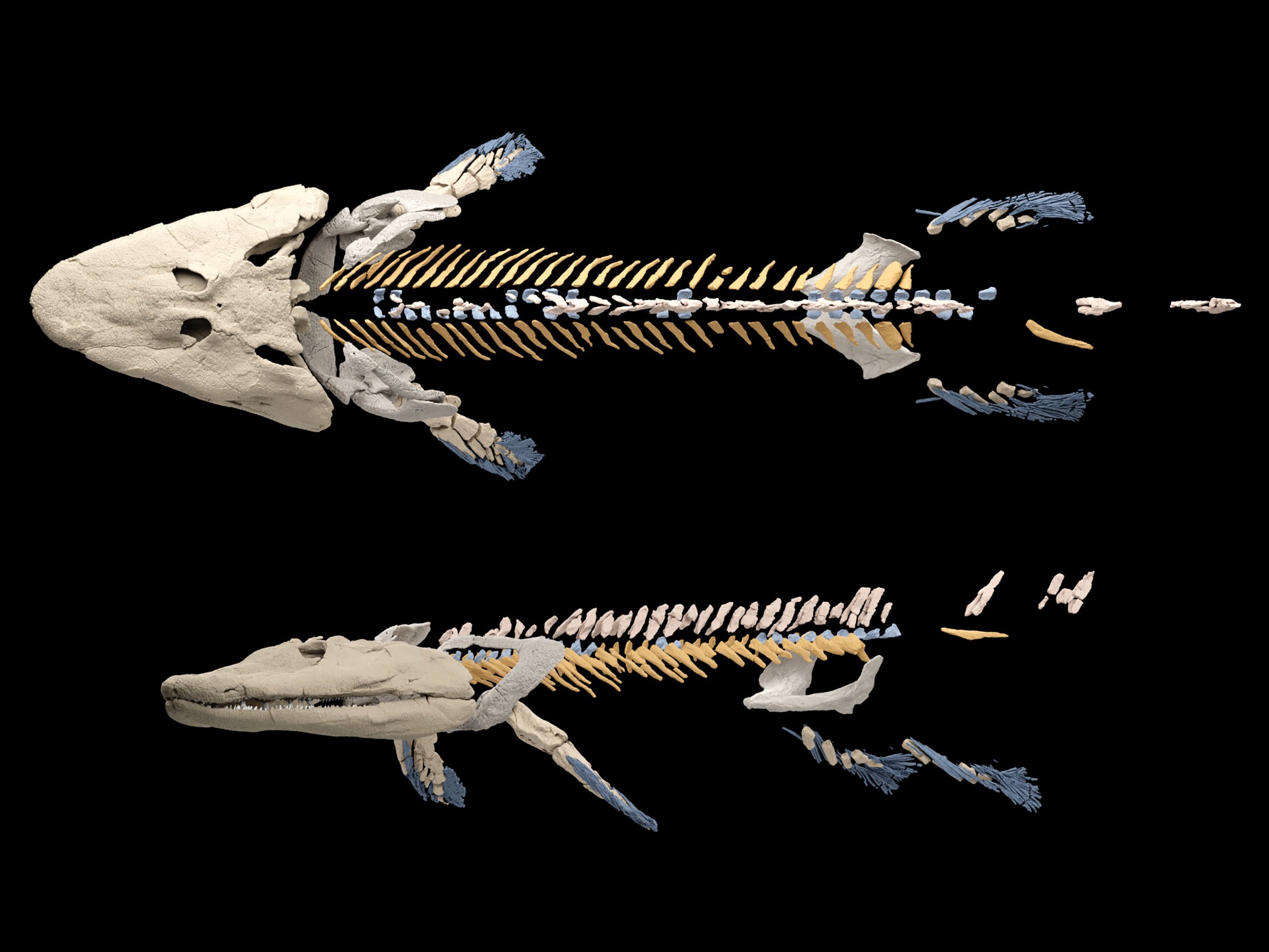 Tiktaalik-Reconstruction.jpg