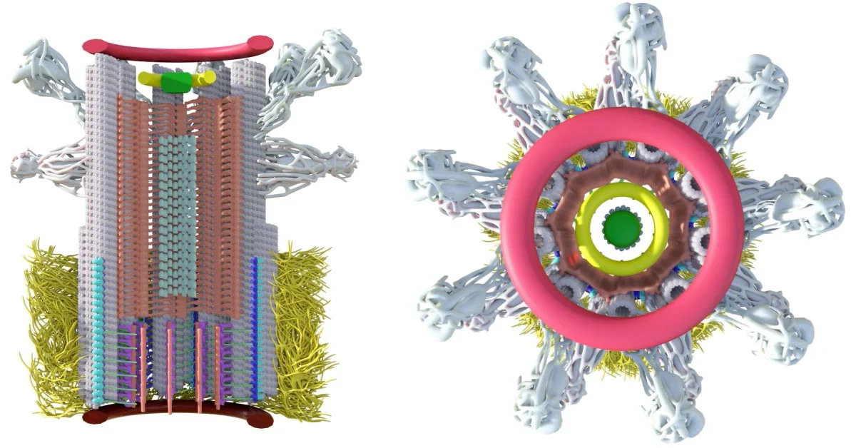Genesis-of-Our-Cellular-Skeleton_jpg_92.jpg