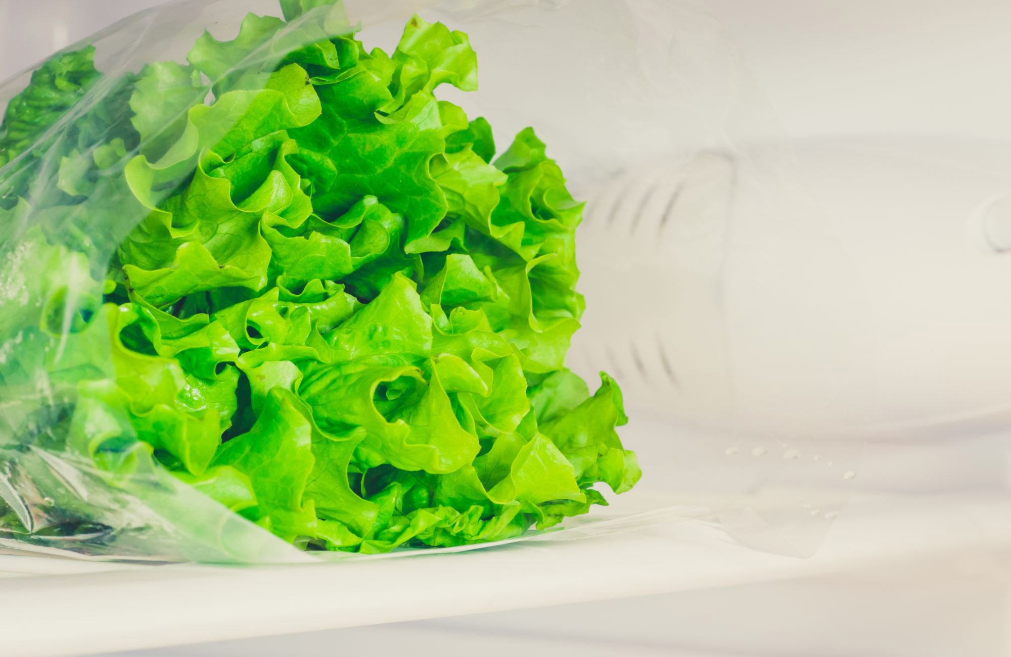 Lettuce-Refrigerator.jpg