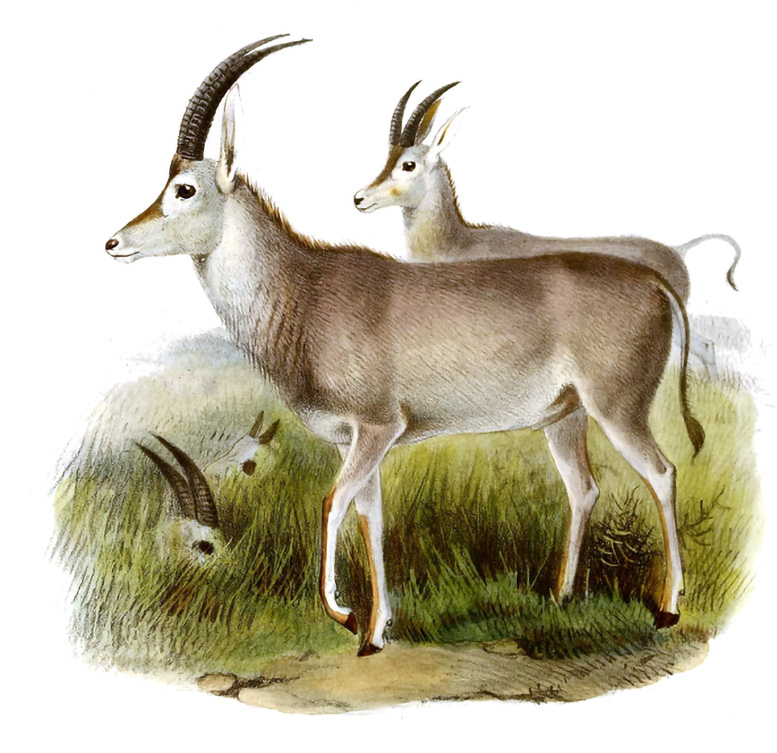Drawing-of-a-Blue-Antelope.jpg