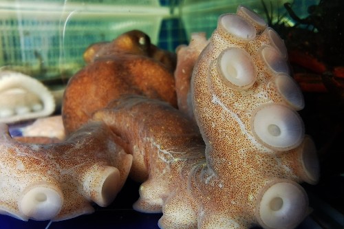 Octopus suckers-article.jpg
