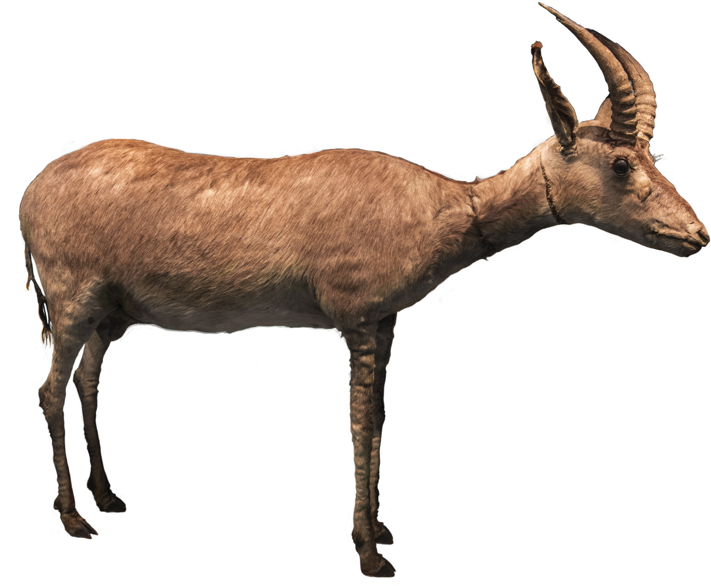 Blue-Antelope.jpg