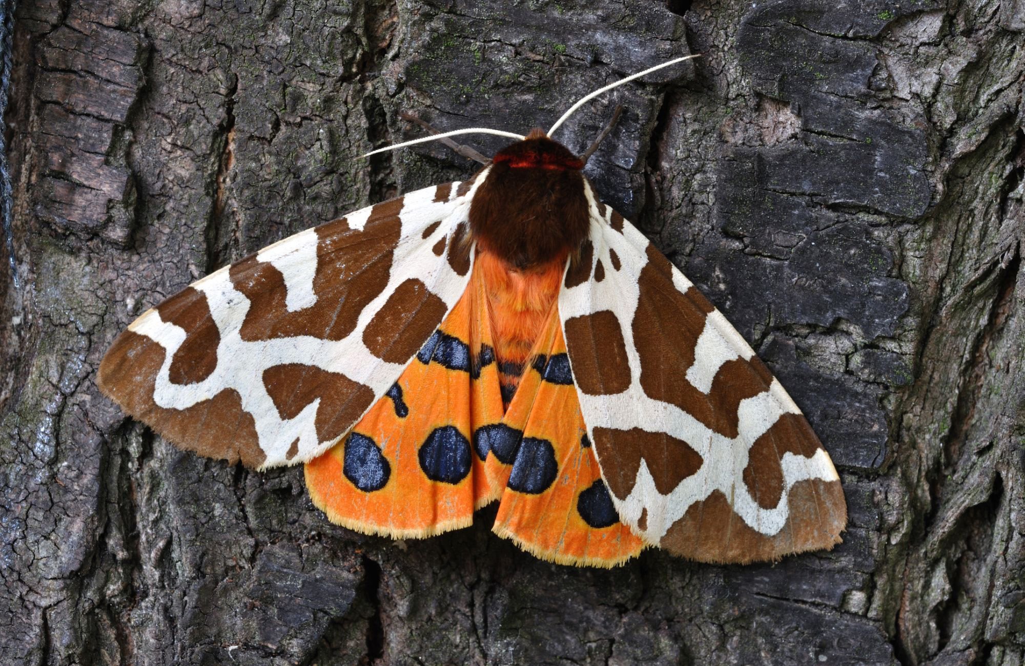 Moth.jpg