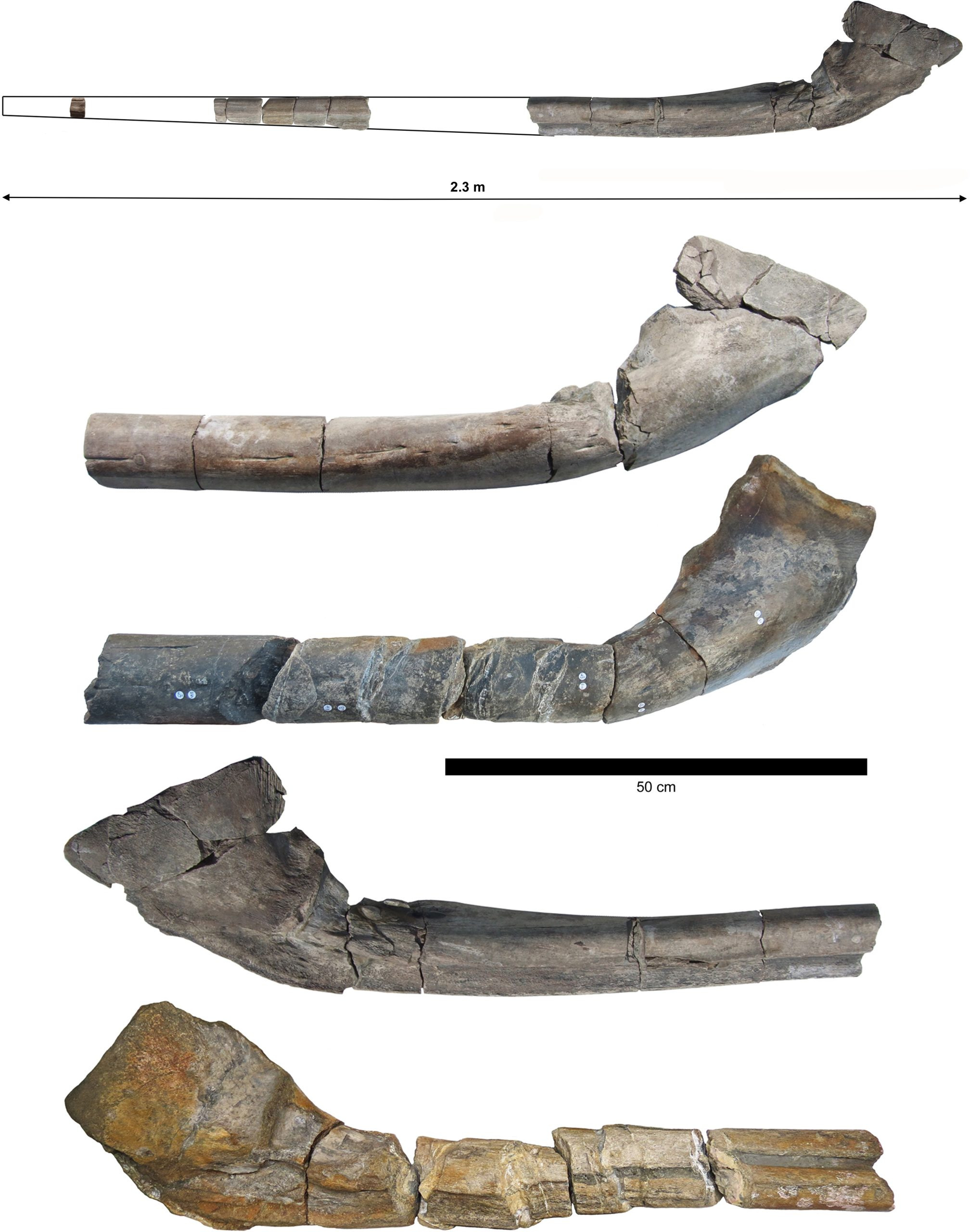 Ichthyotitan-severnensis-Jawbone-Comparision-scaled_jpg_92.jpg