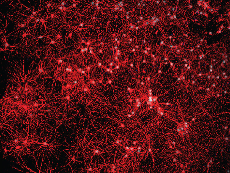 Immunofluorescence.jpg