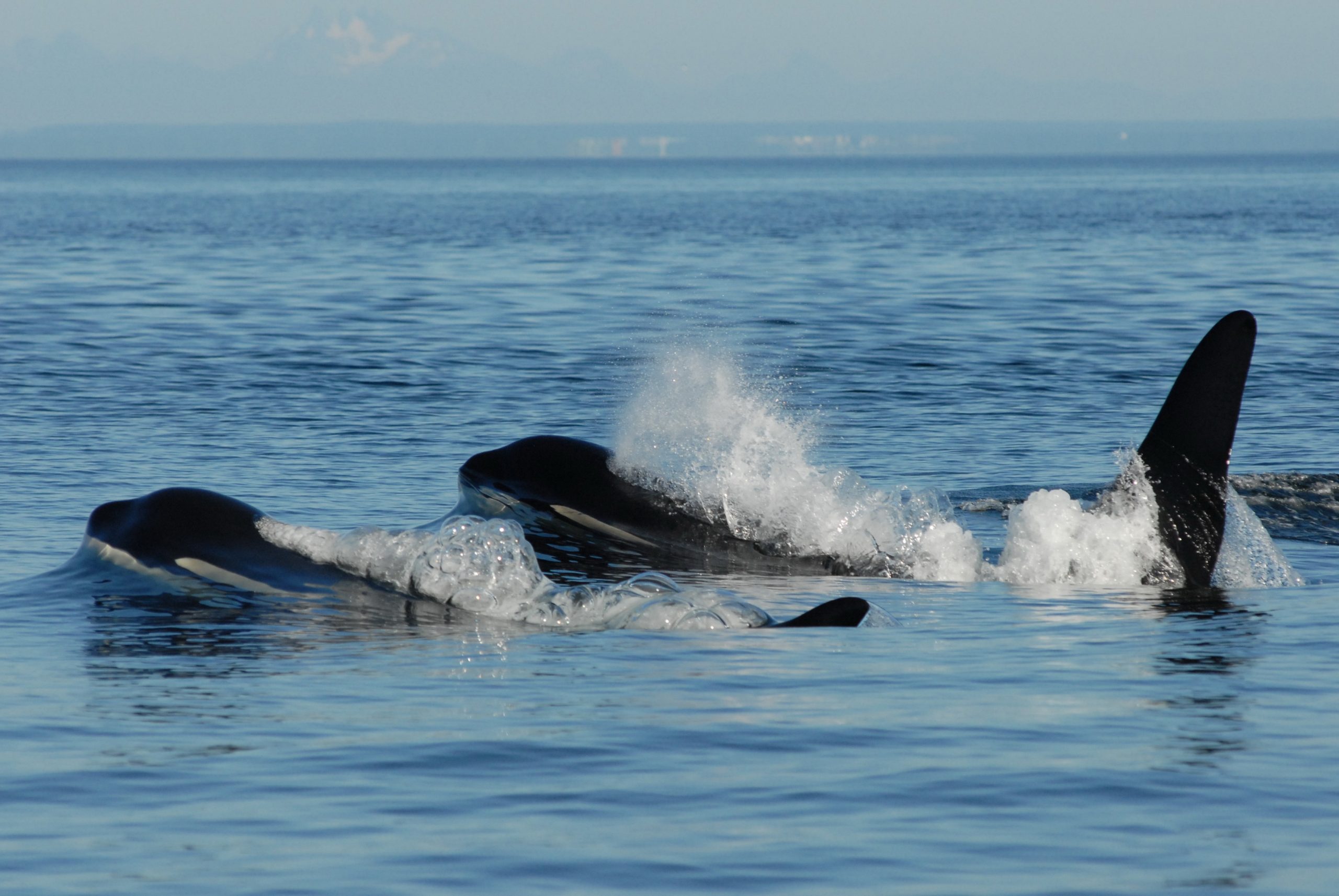Post-Reproductive-Killer-Whale-Mother-and-Son-scaled.jpg