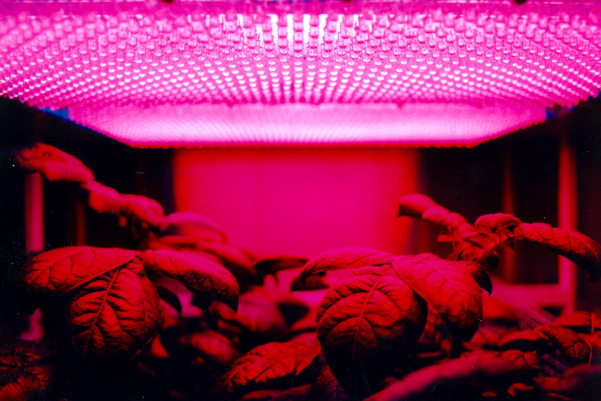 Polymer-Based-Stretchable-Electrodes-Plants.jpg