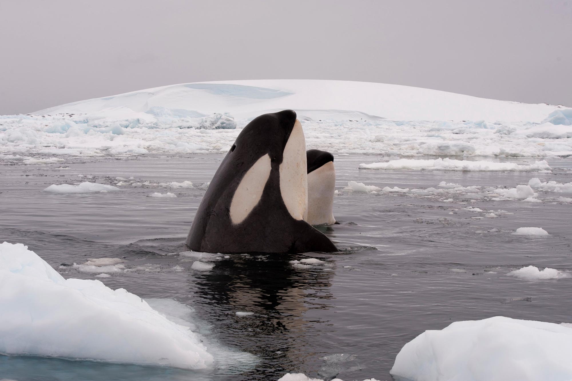 Killer-Whales-Arctic-Ocean.jpg