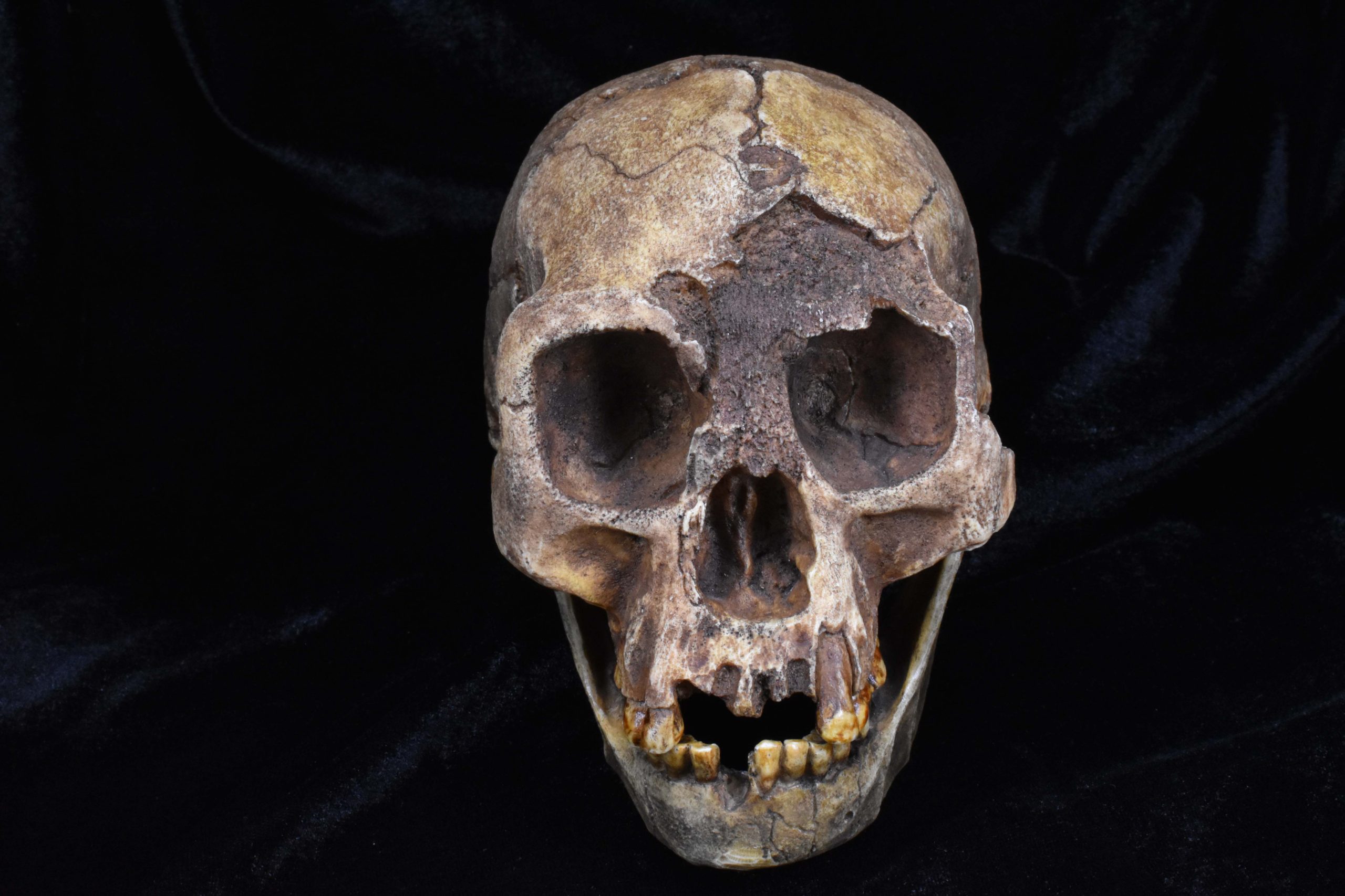 Fossil-Cast-of-the-Skull-of-Homo-floresiensis-scaled.jpg