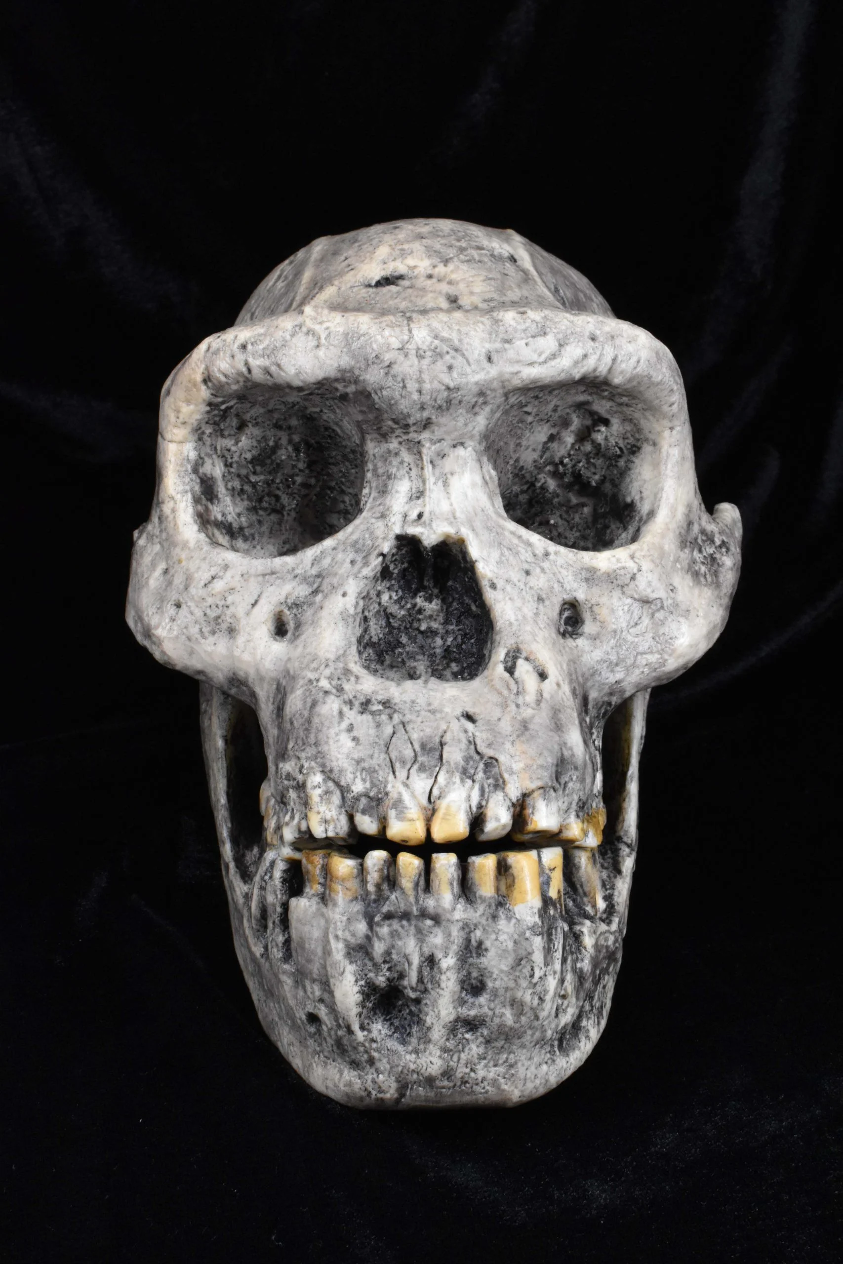Fossil-Cast-of-the-Skull-of-Homo-erectus-scaled.webp