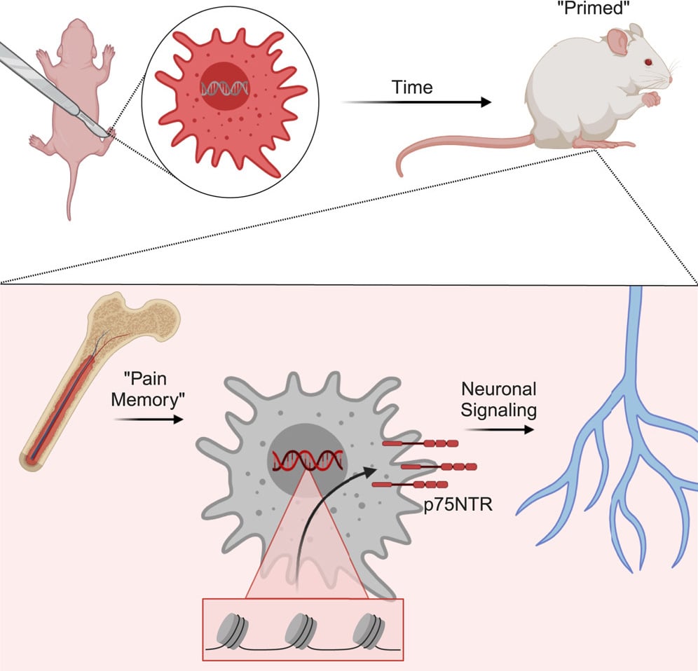 Early-Life-Injury-Can-Change-How-the-Bodys-Pain-Response-System-Develops-at-a-Genetic-Level-Graphic.jpg
