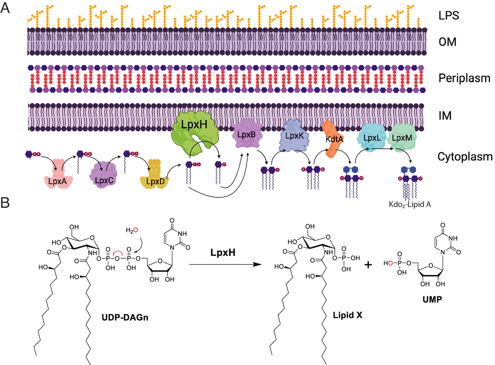 pnas.2317274121fig01.jpg