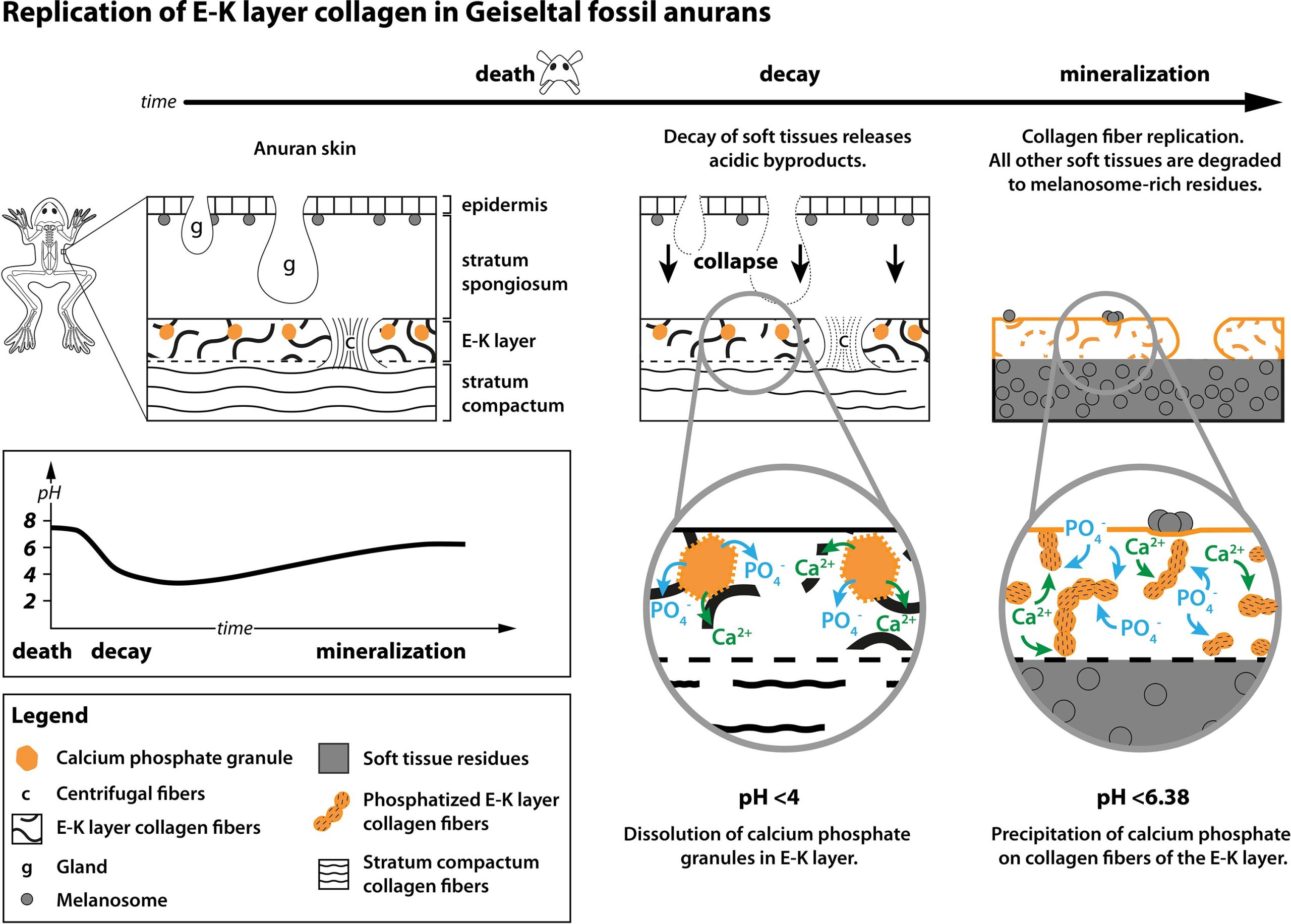 Replication-Process-of-Frog-Skin-scaled.jpg