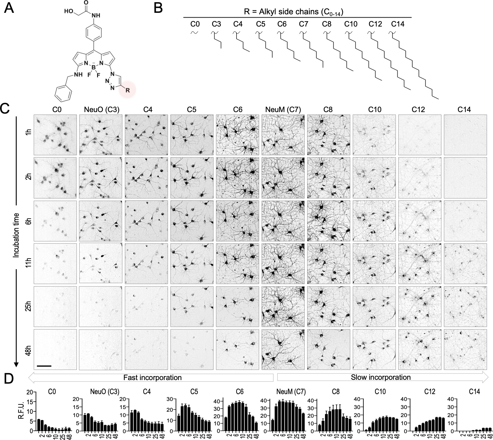 Molecular-Design-for-Selective-Labeling-of-Neuronal-Membranes.jpg