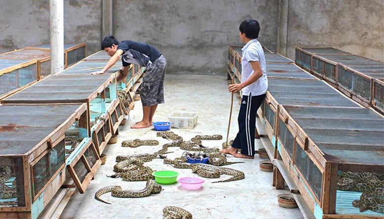 Python-Farm.jpg