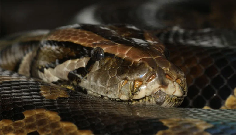Burmese-Python.webp