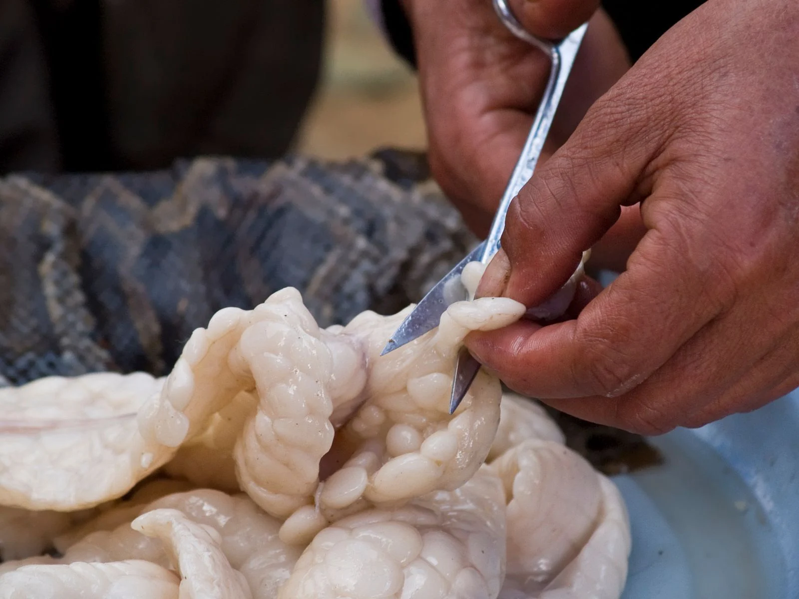 Snake-Meat.webp