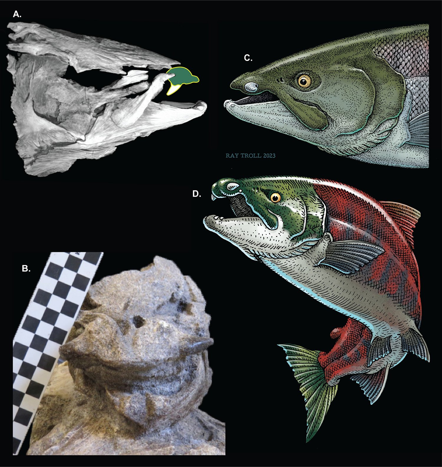 Oncorhynchus-rastrosus.jpg