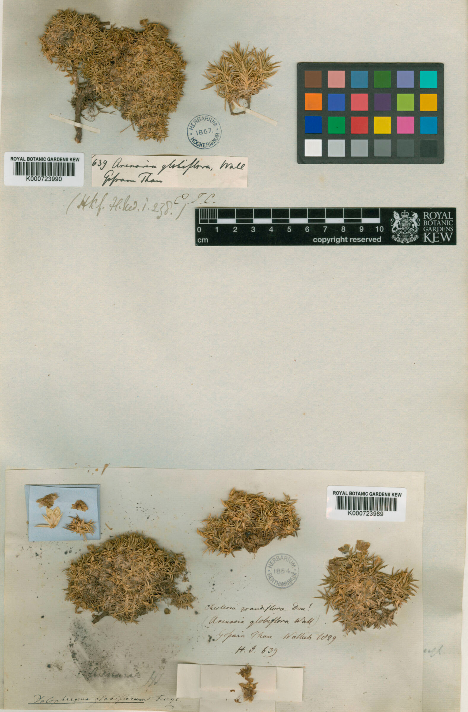 Arenaria-globilfora.jpg