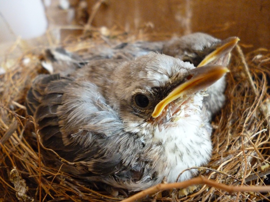 bird-ave-turtledove-animals-7e015b-1024.jpg