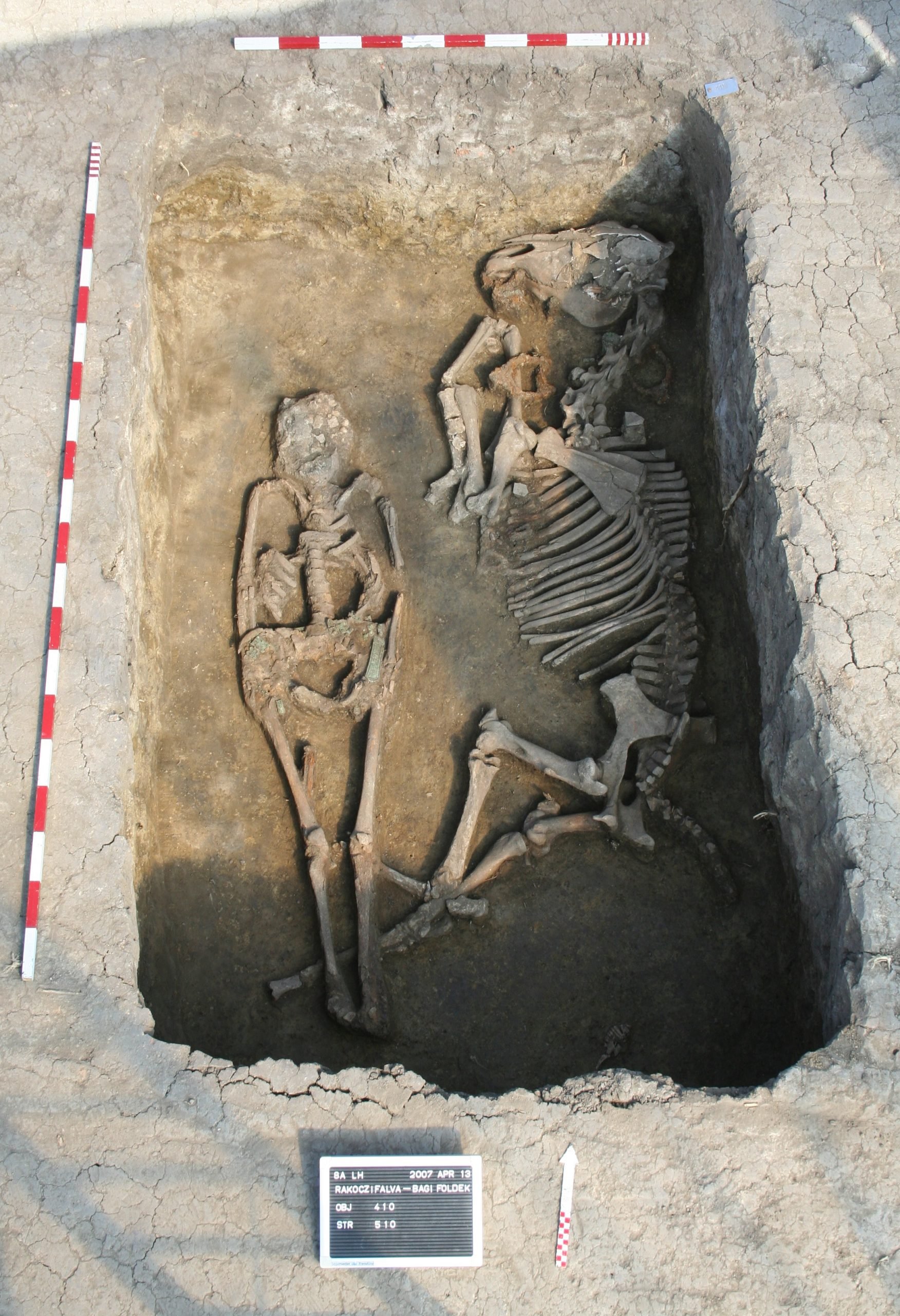 Burial-with-a-Horse-at-the-Rakoczifalva-Site-scaled.jpg