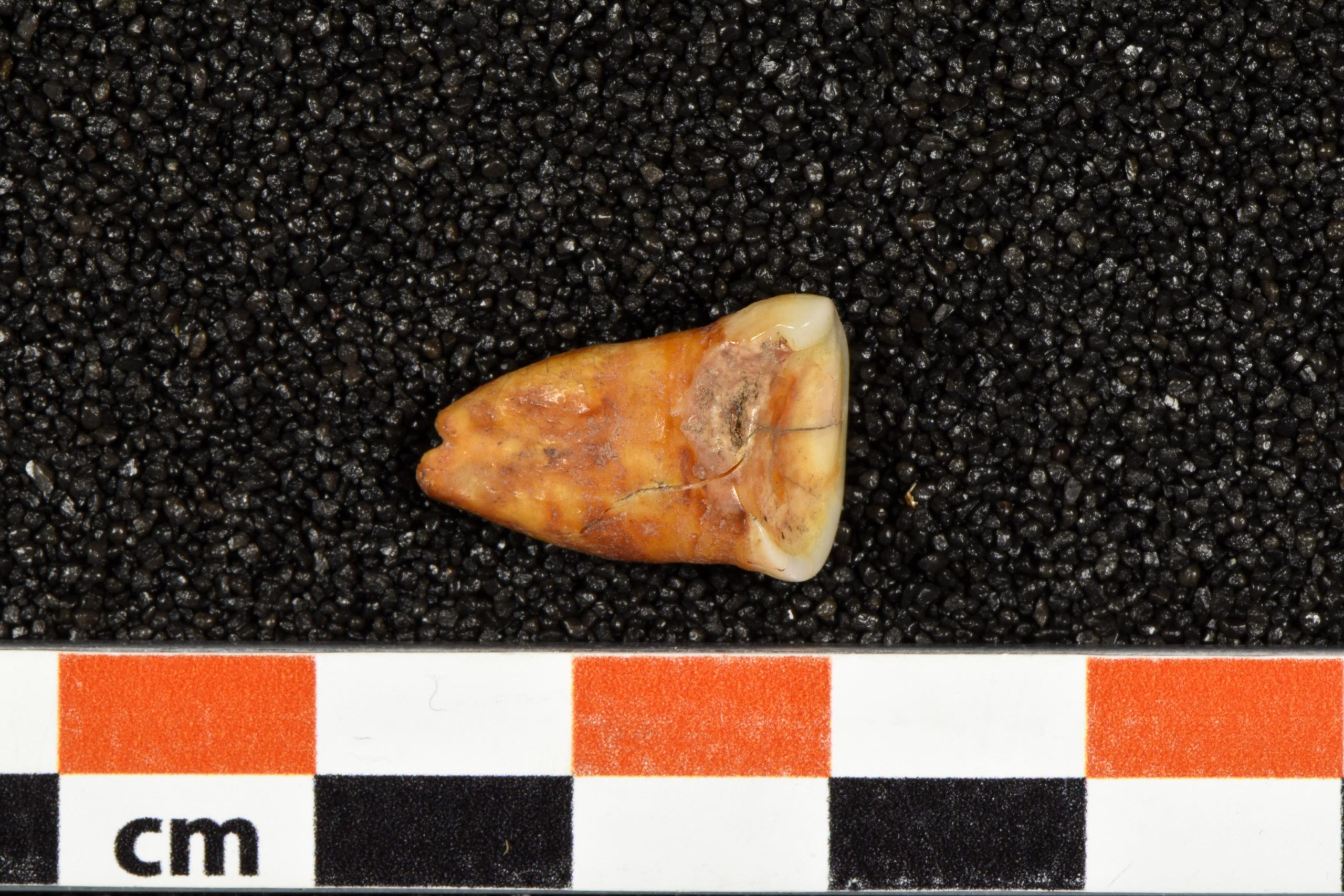 Human-Tooth-Taforalt-Cave-Morocco-scaled.jpg