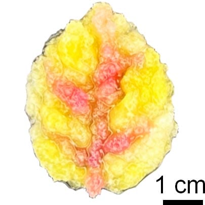 Leaf-Shaped-Engineered-Living-Material.jpg